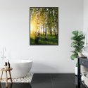 Plakat Wieloczęściowy Wczesny Słoneczny Poranek W Brzozowym Gaju Rama Aluminiowa Kolor Czarny