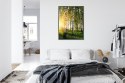Plakat Wieloczęściowy Wczesny Słoneczny Poranek W Brzozowym Gaju Rama Aluminiowa Kolor Czarny