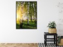 Plakat Wieloczęściowy Wczesny Słoneczny Poranek W Brzozowym Gaju Rama Aluminiowa Kolor Czarny