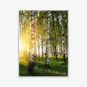 Plakat Wieloczęściowy Wczesny Słoneczny Poranek W Brzozowym Gaju Rama Aluminiowa Kolor Czarny