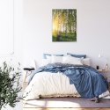 Plakat Wieloczęściowy Wczesny Słoneczny Poranek W Brzozowym Gaju Rama Aluminiowa Kolor Czarny