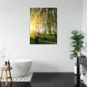 Plakat Wieloczęściowy Wczesny Słoneczny Poranek W Brzozowym Gaju Rama Aluminiowa Kolor Czarny