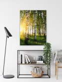 Plakat Wieloczęściowy Wczesny Słoneczny Poranek W Brzozowym Gaju Rama Aluminiowa Kolor Czarny