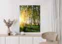 Plakat Wieloczęściowy Wczesny Słoneczny Poranek W Brzozowym Gaju Rama Aluminiowa Kolor Czarny