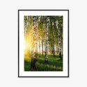Plakat Wieloczęściowy Wczesny Słoneczny Poranek W Brzozowym Gaju Rama Aluminiowa Kolor Czarny