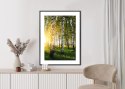 Plakat Wieloczęściowy Wczesny Słoneczny Poranek W Brzozowym Gaju Rama Aluminiowa Kolor Czarny
