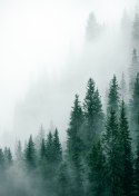 Plakat Wieloczęściowy Unosząca Się Gęsta Mgła Nad Lasem Sosnowym Rama Aluminiowa Kolor Czarny