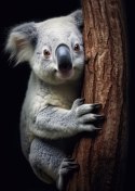 Plakat Wieloczęściowy Miś Koala Obejmujący Drzewo Rama Aluminiowa Kolor Czarny