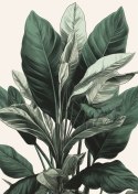 Plakat Wieloczęściowy Zielona Roślina Filodendron Rama Aluminiowa Kolor Czarny