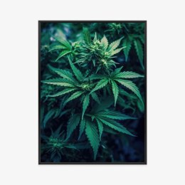 Plakat Wieloczęściowy Zielona Konopia Z Bliska Rama Aluminiowa Kolor Czarny