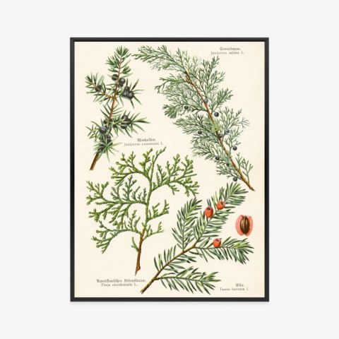 Plakat Wieloczęściowy Wizerunki Starych Roślin Botanicznych Rama Aluminiowa Kolor Czarny