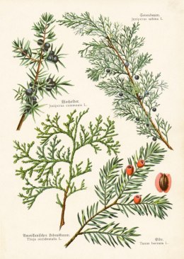 Plakat Wieloczęściowy Wizerunki Starych Roślin Botanicznych Rama Aluminiowa Kolor Czarny