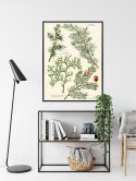 Plakat Wieloczęściowy Wizerunki Starych Roślin Botanicznych Rama Aluminiowa Kolor Czarny