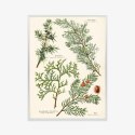 Plakat Wieloczęściowy Wizerunki Starych Roślin Botanicznych Rama Aluminiowa Kolor Czarny