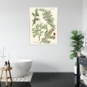 Plakat Wieloczęściowy Wizerunki Starych Roślin Botanicznych Rama Aluminiowa Kolor Czarny