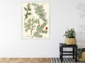 Plakat Wieloczęściowy Wizerunki Starych Roślin Botanicznych Rama Aluminiowa Kolor Czarny