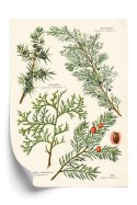Plakat Wieloczęściowy Wizerunki Starych Roślin Botanicznych Rama Aluminiowa Kolor Czarny