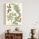 Plakat Wieloczęściowy Wizerunki Starych Roślin Botanicznych Rama Aluminiowa Kolor Czarny