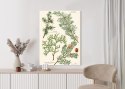 Plakat Wieloczęściowy Wizerunki Starych Roślin Botanicznych Rama Aluminiowa Kolor Czarny