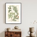 Plakat Wieloczęściowy Wizerunki Starych Roślin Botanicznych Rama Aluminiowa Kolor Czarny