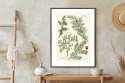 Plakat Wieloczęściowy Wizerunki Starych Roślin Botanicznych Rama Aluminiowa Kolor Czarny